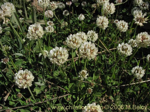 Фотография Trifolium repens (). Щелкните, чтобы увеличить вырез.