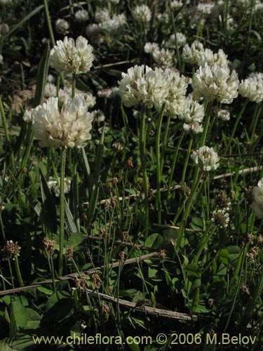 Imágen de Trifolium repens (). Haga un clic para aumentar parte de imágen.