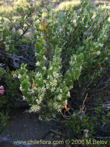Cynanchum nummulariifolium의 사진