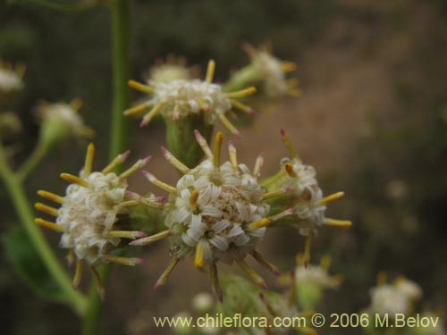 Bild von Baccharis racemosa (Chilca / Chilco). Klicken Sie, um den Ausschnitt zu vergrössern.