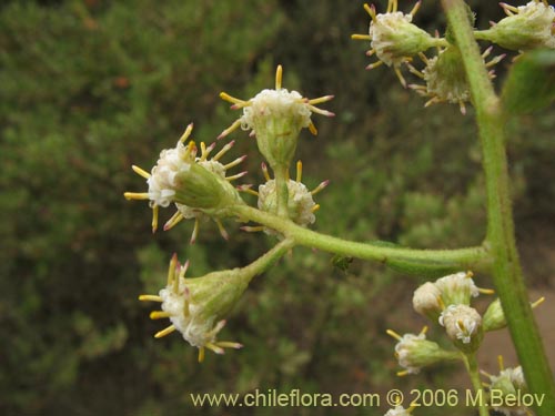 Фотография Baccharis racemosa (Chilca / Chilco). Щелкните, чтобы увеличить вырез.