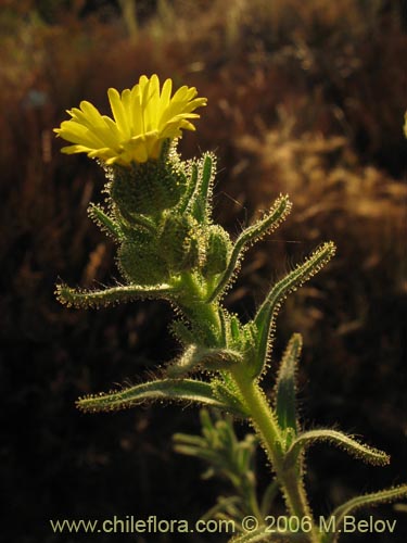 Asteraceae sp. #2431の写真
