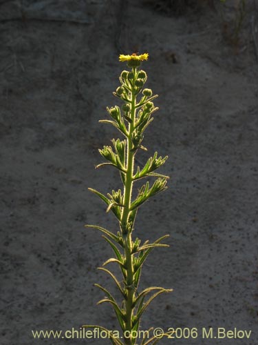 Фотография Asteraceae sp. #2431 (). Щелкните, чтобы увеличить вырез.