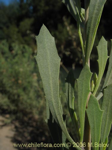 Imágen de Pluchea absinthioides (Brea / Chilquilla / Soroma / Peril). Haga un clic para aumentar parte de imágen.
