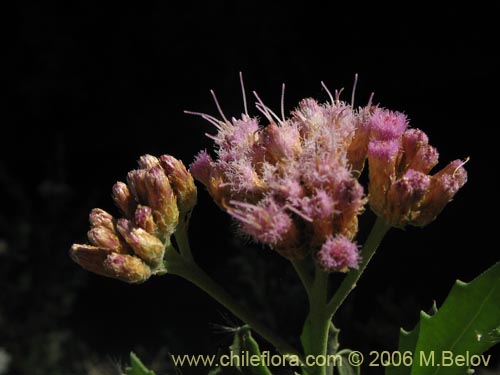 Imágen de Pluchea absinthioides (Brea / Chilquilla / Soroma / Peril). Haga un clic para aumentar parte de imágen.