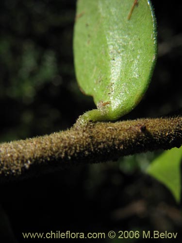 Image of Maytenus chubutensis (Maiten de Chubut). Click to enlarge parts of image.