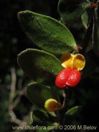 Imágen de Maytenus chubutensis (Maiten de Chubut). Haga un clic para aumentar parte de imágen.