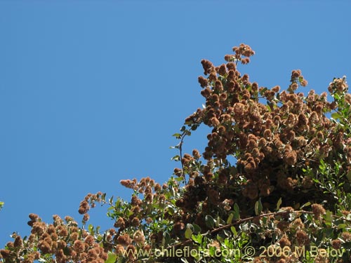 Фотография Proustia pyrifolia (Tola blanca). Щелкните, чтобы увеличить вырез.