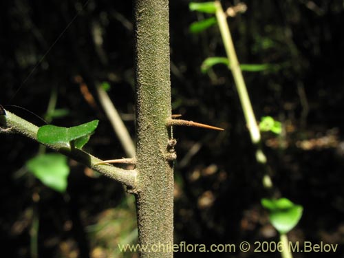 Фотография Dasyphyllum diacanthoides (Trevo / Palo santo / Palo blanco / Tayu). Щелкните, чтобы увеличить вырез.