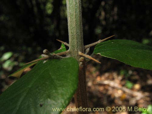 Dasyphyllum diacanthoidesの写真