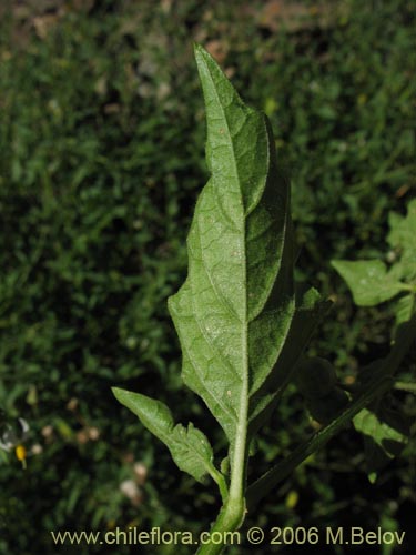 Bild von Solanum nigrum (Hierba negra / Tomatillo). Klicken Sie, um den Ausschnitt zu vergrössern.