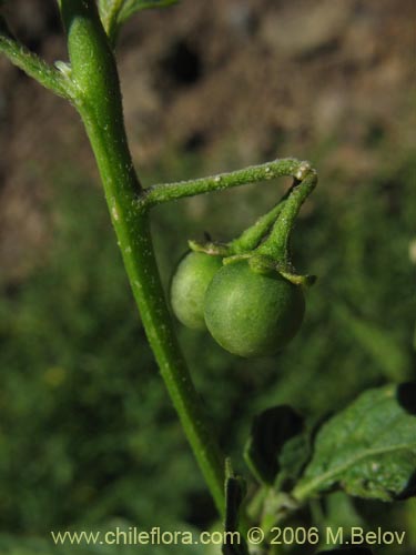 Bild von Solanum nigrum (Hierba negra / Tomatillo). Klicken Sie, um den Ausschnitt zu vergrössern.