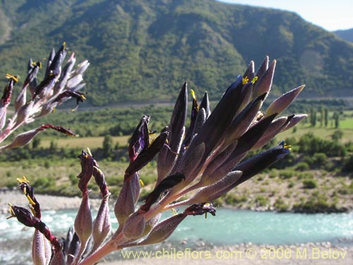 Фотография Puya coerulea var. monteroana (Chagualillo). Щелкните, чтобы увеличить вырез.