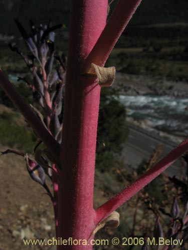 Image of Puya coerulea var. monteroana (Chagualillo). Click to enlarge parts of image.
