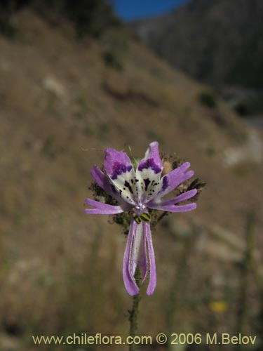 Schizanthus alpestris的照片