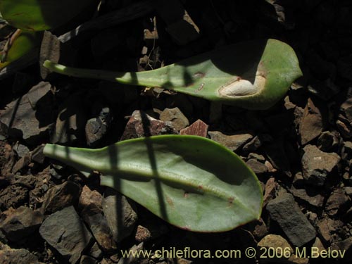 Bild von Cistanthe grandiflora (Doquilla / Pata de guanaco). Klicken Sie, um den Ausschnitt zu vergrössern.