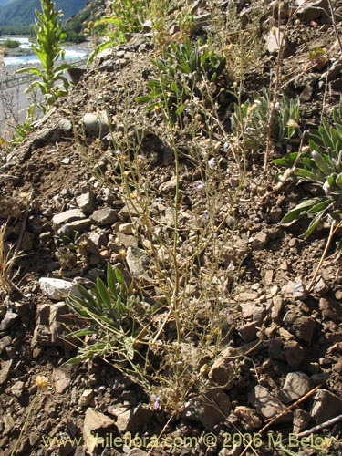 Imágen de Schizanthus alpestris (Pajarito alpestre). Haga un clic para aumentar parte de imágen.