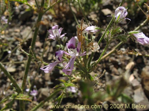 Imágen de Schizanthus alpestris (Pajarito alpestre). Haga un clic para aumentar parte de imágen.