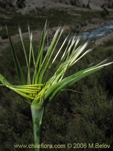 Фотография Tragopogon pratensis (salsifí de prado). Щелкните, чтобы увеличить вырез.