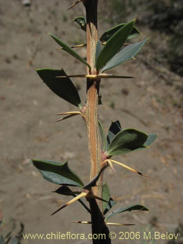 Imágen de Berberis microphylla (Michay / Calafate). Haga un clic para aumentar parte de imágen.