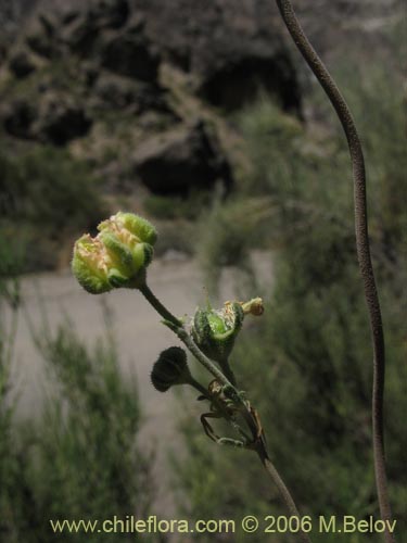 Bild von Loasa filicifolia (Ortiga macho). Klicken Sie, um den Ausschnitt zu vergrössern.