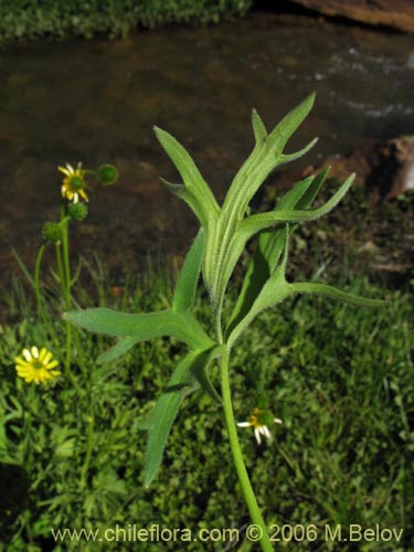 Ranunculus peduncularis var. erodiifolius的照片