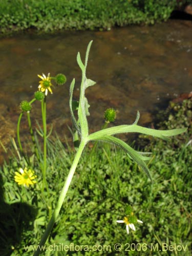 Image of Ranunculus peduncularis var. erodiifolius (Botón de oro / Centella). Click to enlarge parts of image.