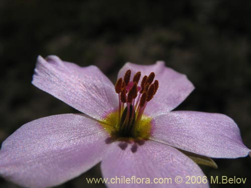 Imágen de Portulacaceae sp. #1933 (). Haga un clic para aumentar parte de imágen.