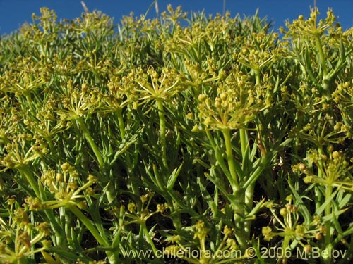 Bild von Mulinum spinosum (Hierba negra / Palo negro / Hierba de la culebra). Klicken Sie, um den Ausschnitt zu vergrössern.