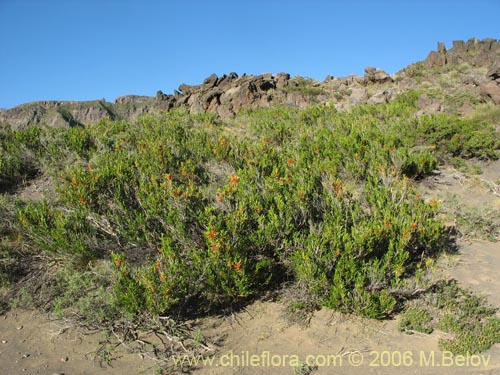 Image of Azara alpina (Lilén de la cordillera). Click to enlarge parts of image.