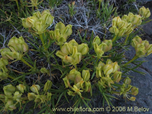 Image of Mulinum spinosum (Hierba negra / Palo negro / Hierba de la culebra). Click to enlarge parts of image.