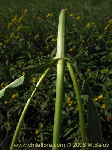 Фотография Asteraceae sp. #1882 (). Щелкните, чтобы увеличить вырез.