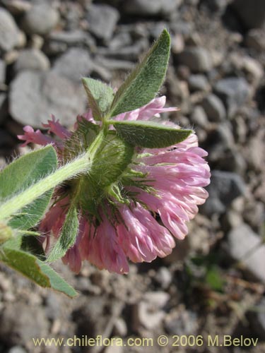 Im�gen de Trifolium sp. #1554 (Trebol rosado / Trebol morado / Trebol de prado). Haga un clic para aumentar parte de im�gen.