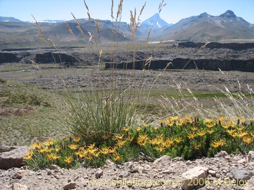 Bild von Mutisia linearifolia (Clavel del campo). Klicken Sie, um den Ausschnitt zu vergrössern.
