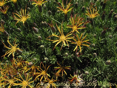 Фотография Mutisia linearifolia (Clavel del campo). Щелкните, чтобы увеличить вырез.