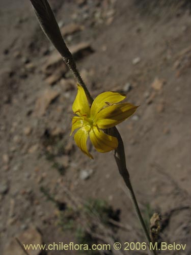 Фотография Sisyrinchium arenarium (Ñuño / Huilmo amarillo). Щелкните, чтобы увеличить вырез.