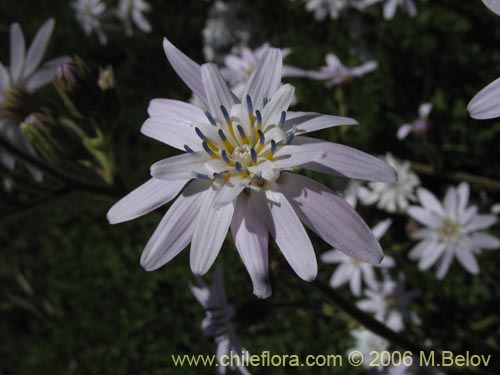 Leucheria gilliesiiの写真