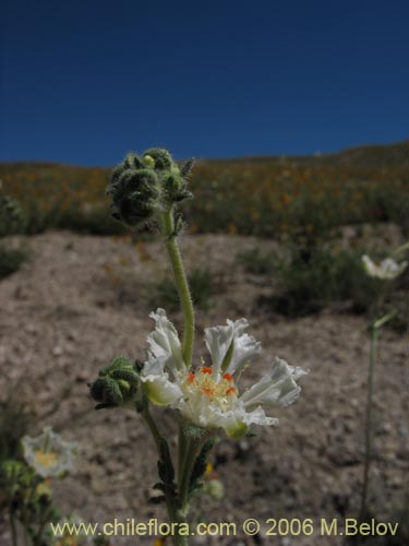 Фотография Loasa filicifolia (Ortiga macho). Щелкните, чтобы увеличить вырез.