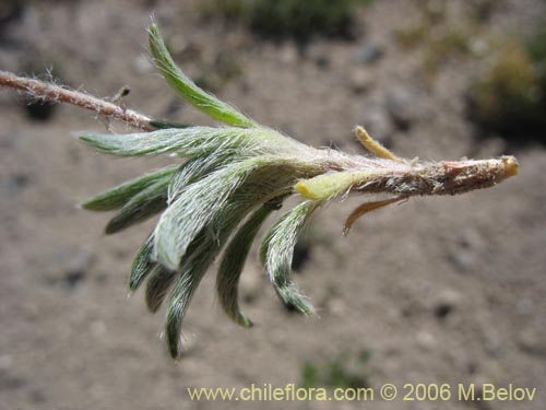Portulacaceae sp. #2369の写真