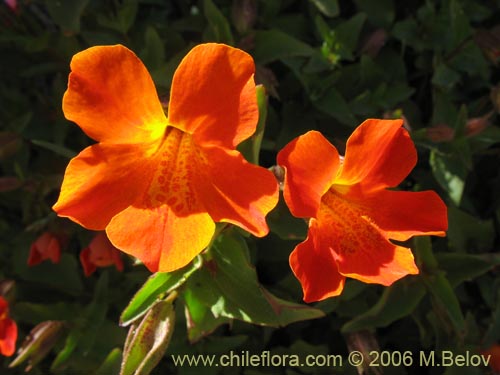 Фотография Mimulus cupreus (Berro rojo / Flor de cobre). Щелкните, чтобы увеличить вырез.