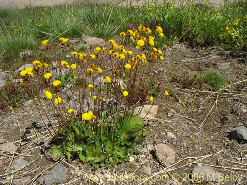 Imágen de Calceolaria filicaulis ssp. filicaulis (Capachito de las vegas / Arguenita). Haga un clic para aumentar parte de imágen.