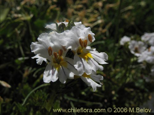 Bild von Euphrasia subexserta (Eufrasia blanca). Klicken Sie, um den Ausschnitt zu vergrössern.