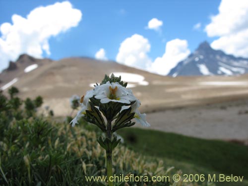 Фотография Euphrasia subexserta (Eufrasia blanca). Щелкните, чтобы увеличить вырез.