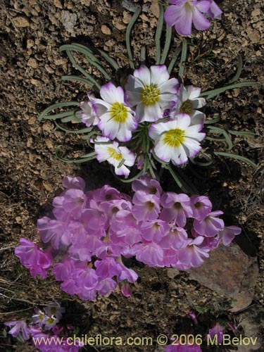 Oxalis adenophyllaの写真