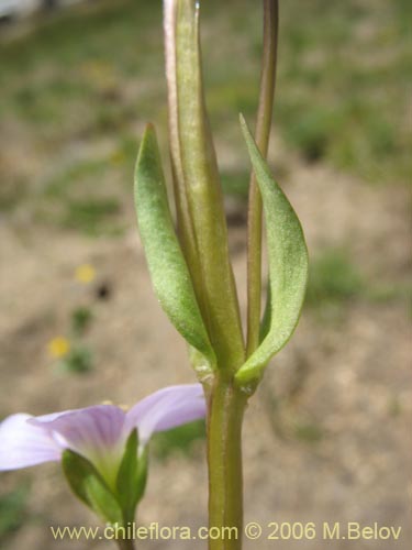 Image of Gentianella magellanica (). Click to enlarge parts of image.