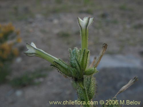 Фотография Nicotiana corymbosa (Tabaquillo / Tabaco / Monte amargo). Щелкните, чтобы увеличить вырез.