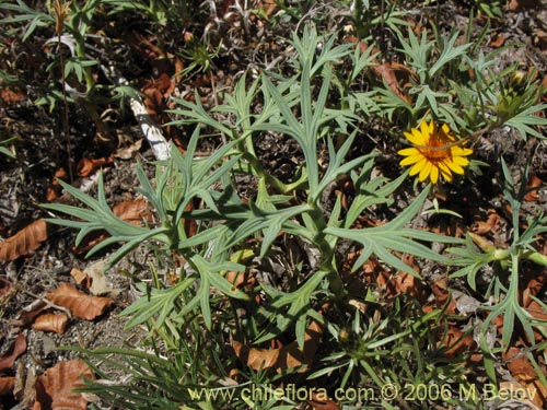 Imágen de Mulinum spinosum (Hierba negra / Palo negro / Hierba de la culebra). Haga un clic para aumentar parte de imágen.