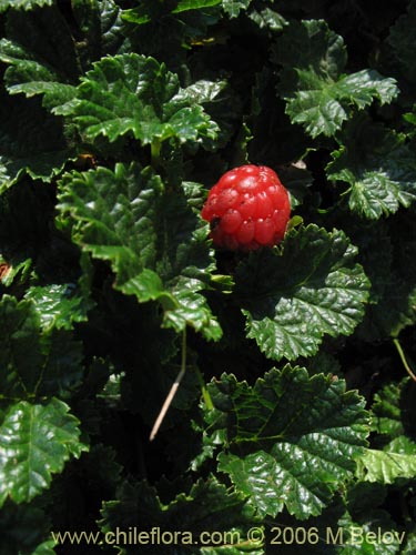 Bild von Rubus geoides (Mi�e-mi�e). Klicken Sie, um den Ausschnitt zu vergr�ssern.
