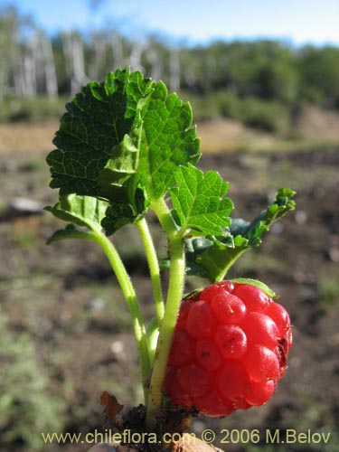 Imágen de Rubus geoides (Miñe-miñe). Haga un clic para aumentar parte de imágen.