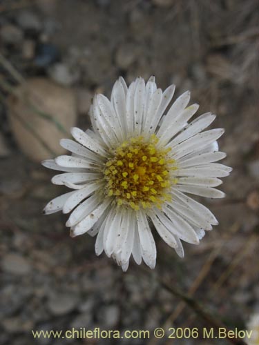Bild von Asteraceae sp. #3030 (). Klicken Sie, um den Ausschnitt zu vergrössern.